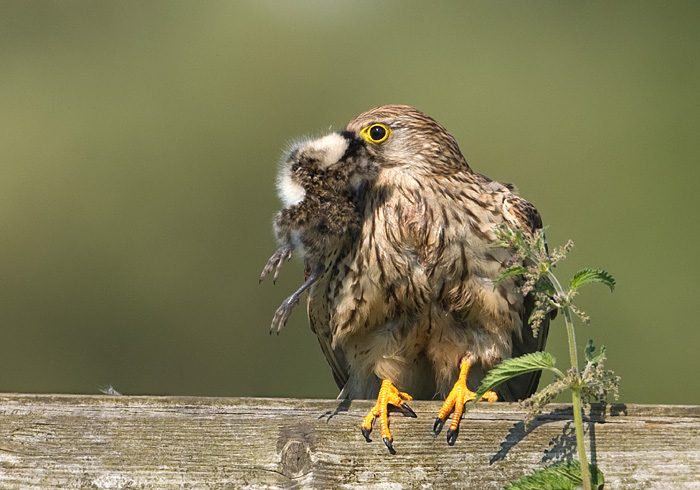 wijfje met jonge kievits pull.jpg